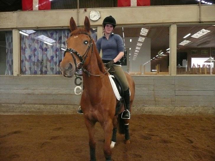 Dansk Varmblod F.A Royal <3 billede 14