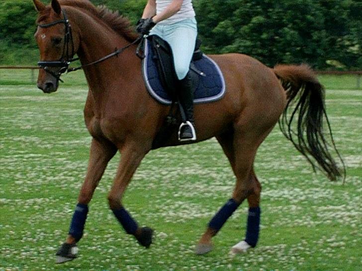 Dansk Varmblod F.A Royal <3 billede 15