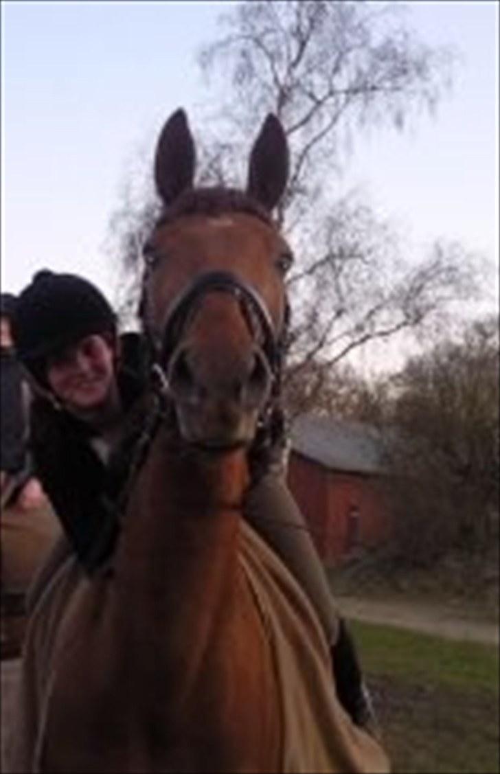 Dansk Varmblod F.A Royal <3 billede 17