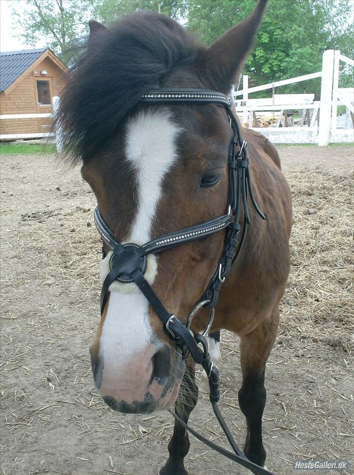 New Forest Fox<3 - FUCK!!! hvor er du smuk <3 billede 17