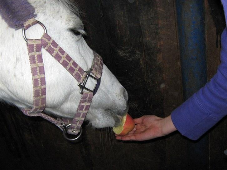 Anden særlig race silva - silva der spiser æble mmm billede 1