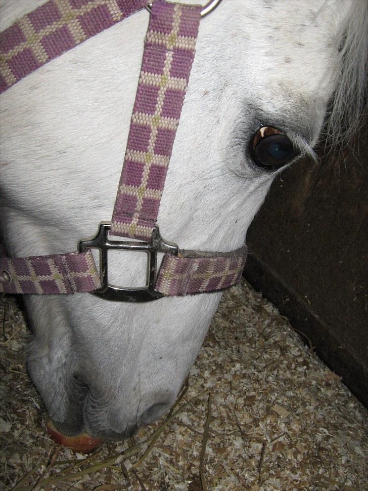 Anden særlig race silva - dejlige pony billede 3