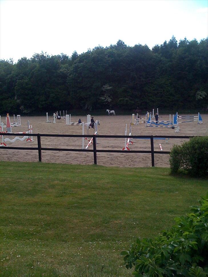 Anden særlig race silva - mig og silva til springning  billede 4