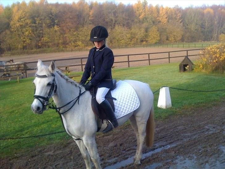 Anden særlig race silva - til dressur stævne billede 6
