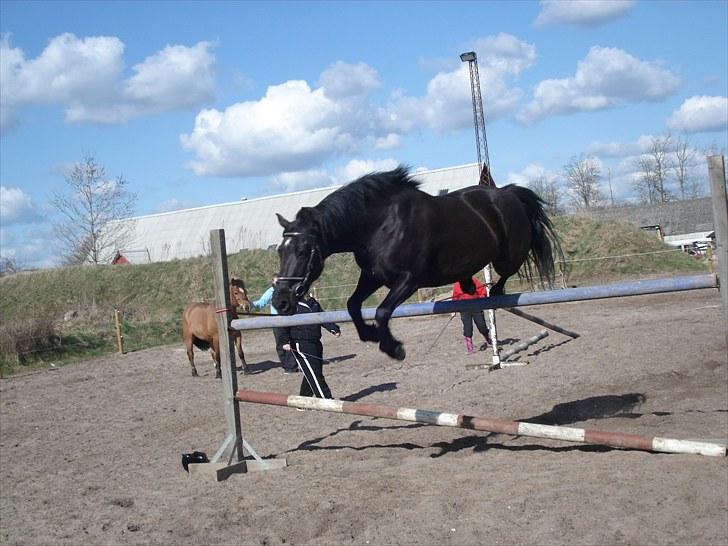 Anden særlig race Moonlight <3 t billede 18