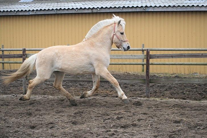 Fjordhest Mosegårdens elegant billede 15