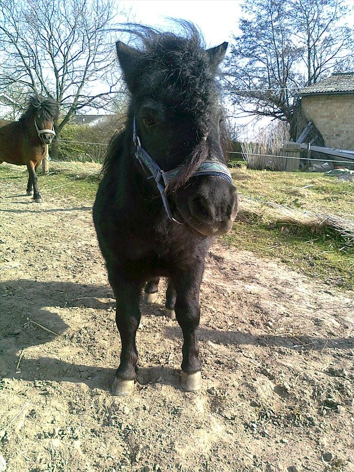 Anden særlig race Bobby R.I.P billede 1