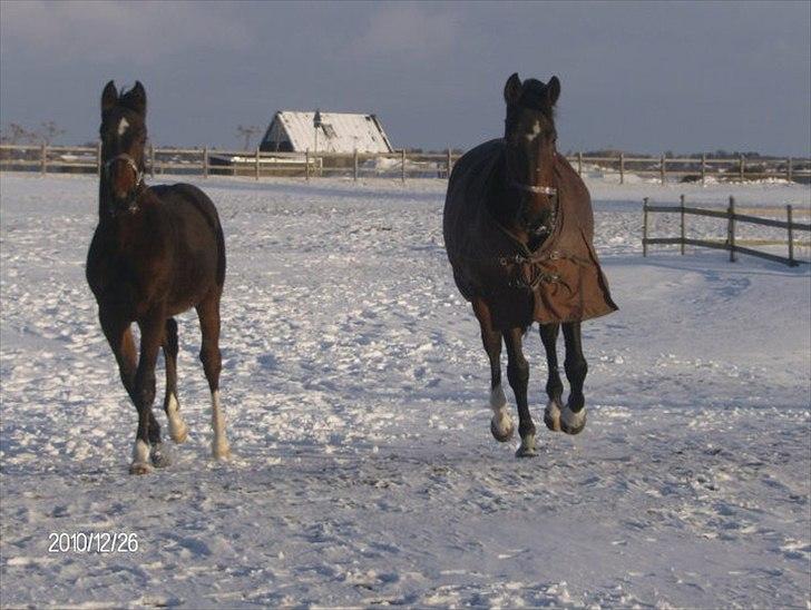 Anden særlig race Pachanga's Patience - 26/12 10´: Patience og Baby nyder Sneen billede 16