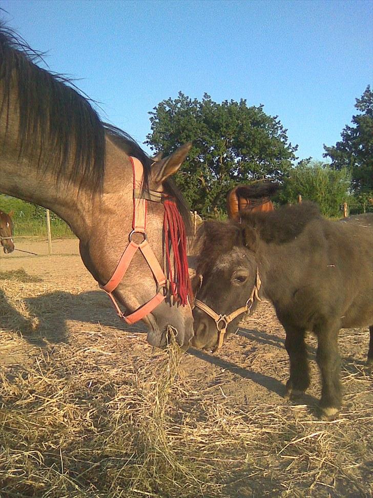 Anden særlig race Bobby R.I.P - jeg er da ikk bange for en araber hingst :D billede 8