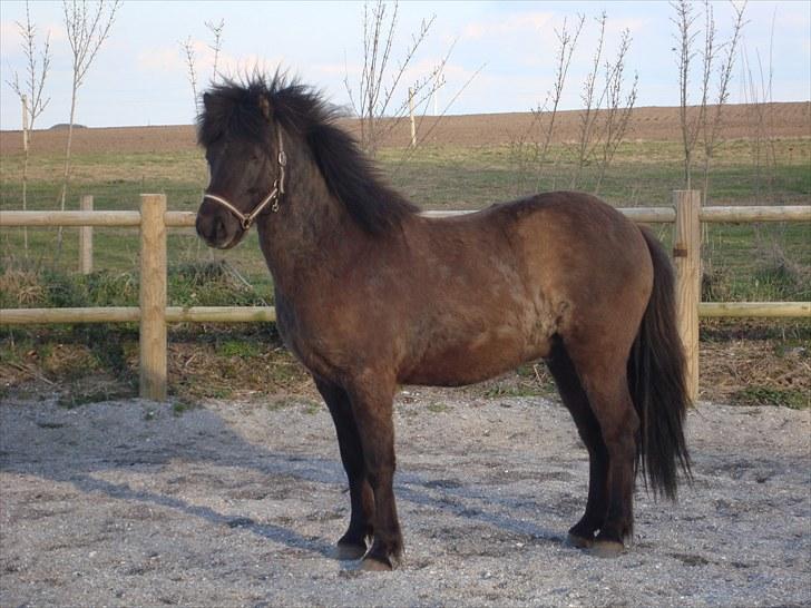 Islænder Óður fra Nautrup  [tidl.hest] billede 1