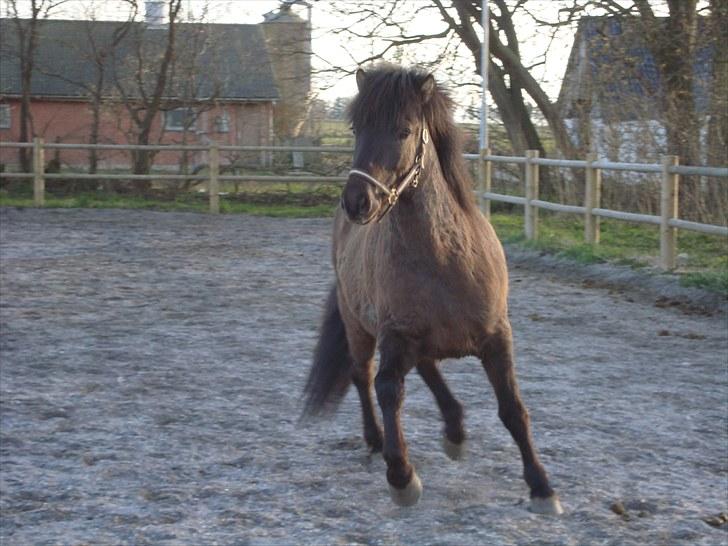 Islænder Óður fra Nautrup  [tidl.hest] billede 2