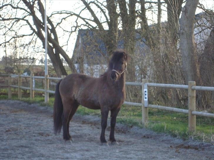 Islænder Óður fra Nautrup  [tidl.hest] billede 3