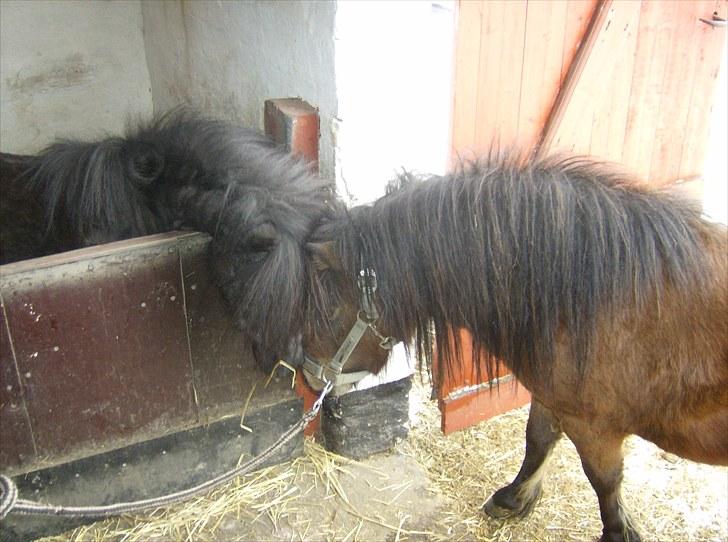 Anden særlig race Bobby R.I.P - hilser inu :D billede 12