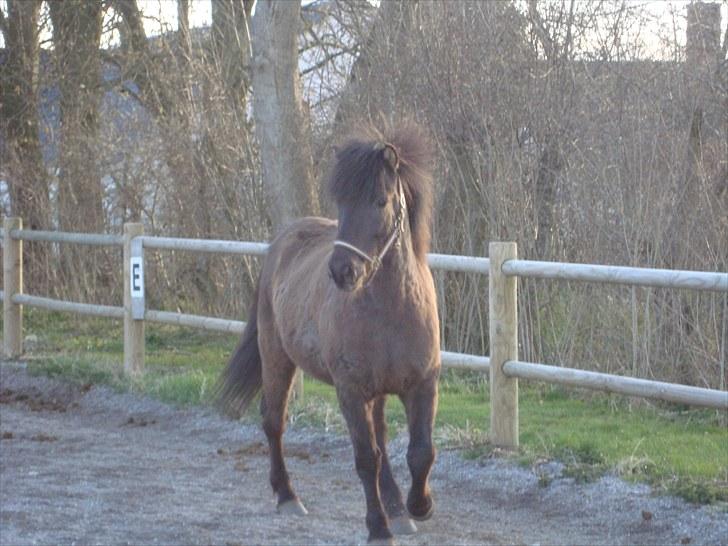 Islænder Óður fra Nautrup  [tidl.hest] billede 4