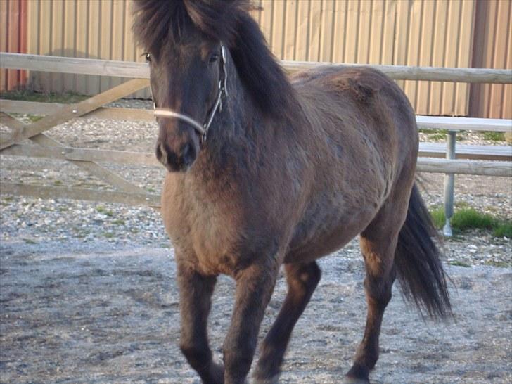 Islænder Óður fra Nautrup  [tidl.hest] billede 5