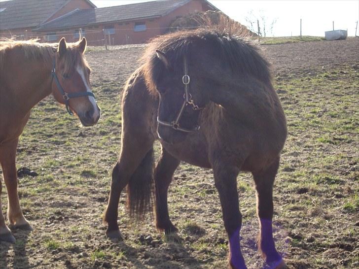 Islænder Óður fra Nautrup  [tidl.hest] - Øh? Spike?.. hvad laver du?  billede 6