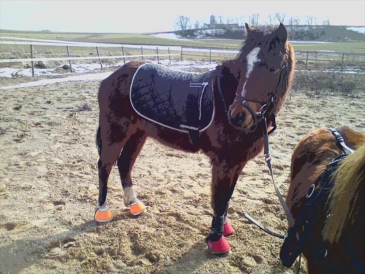 Dartmoor Lille per (savnet<3 - 8. elsker diig hest  billede 8