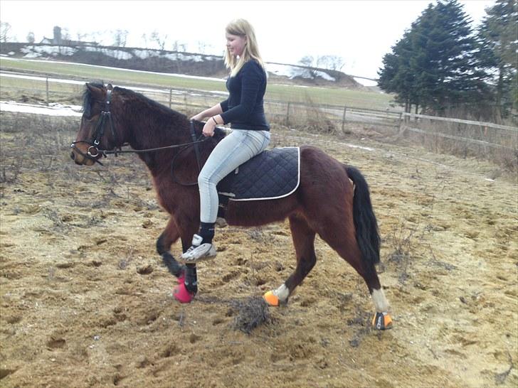 Dartmoor Lille per (savnet<3 - 9. hygge med per  billede 9