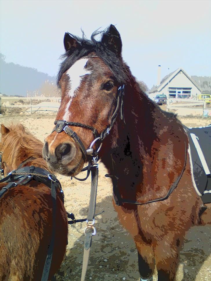 Dartmoor Lille per (savnet<3 - 10. du er så dejlig  billede 10