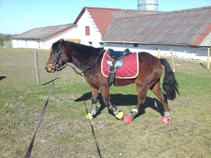 Dartmoor Lille per (savnet<3 - 12. ´så skal vi i gang igen per-basse billede 12