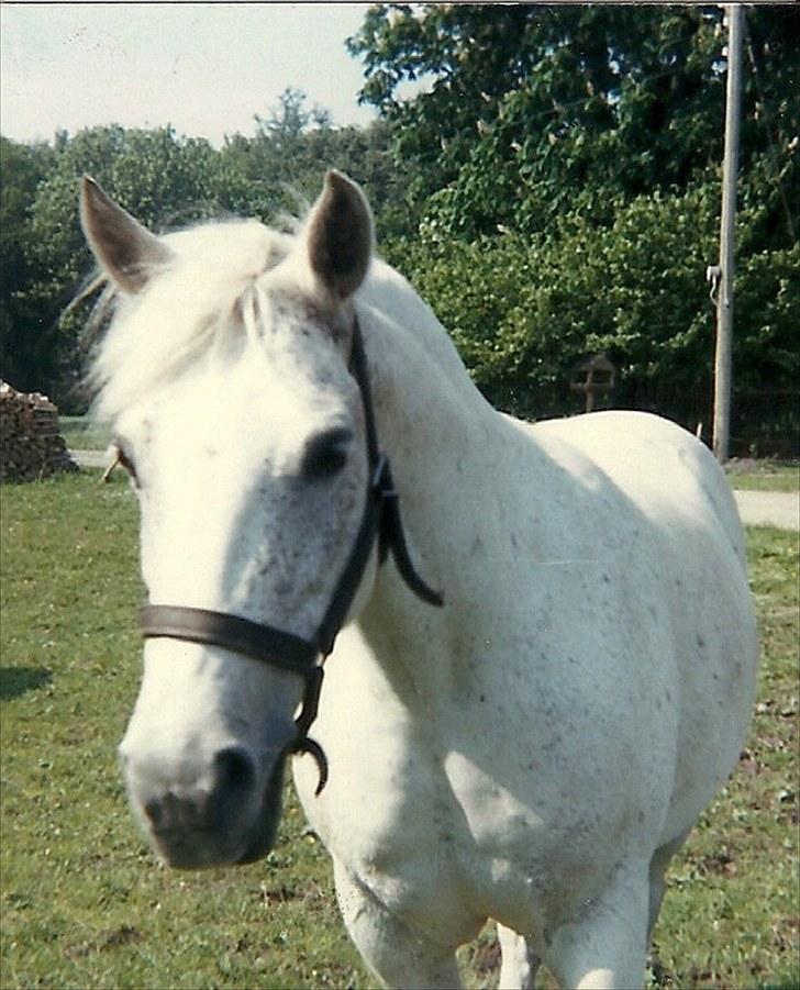 New Forest Citta *1992* billede 3