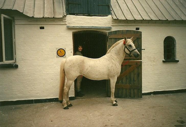 New Forest Citta *1992* - Stalden i Villestofte billede 4