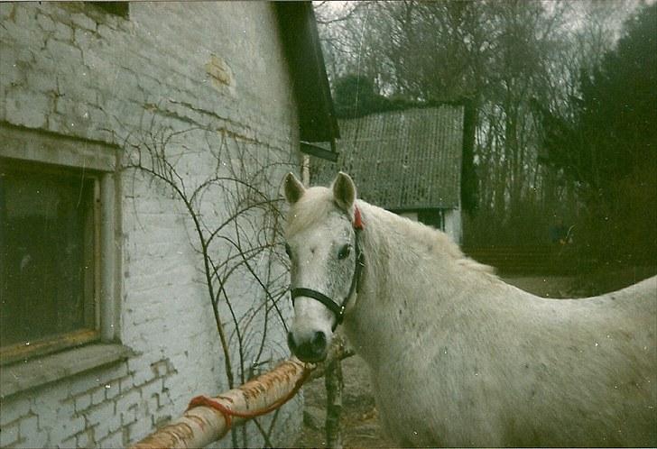New Forest Citta *1992* - Striglepladsen på Svendsagervej billede 5