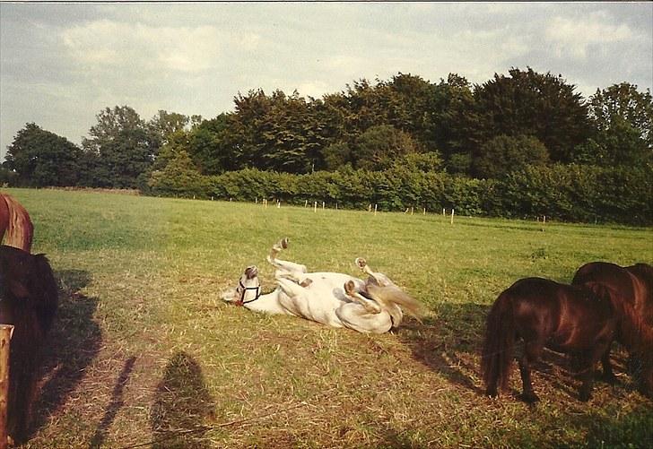 New Forest Citta *1992* - Citta sammen med Sussie, Laban, Mikkel og Tarok billede 6