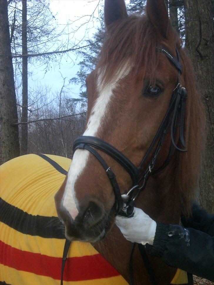 Anden særlig race Spirit .. ( SOLGT ) billede 1