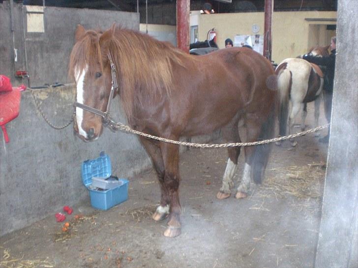 Anden særlig race Spirit .. ( SOLGT ) billede 2