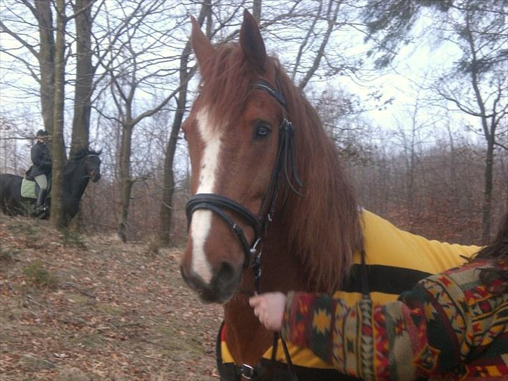 Anden særlig race Spirit .. ( SOLGT ) billede 5