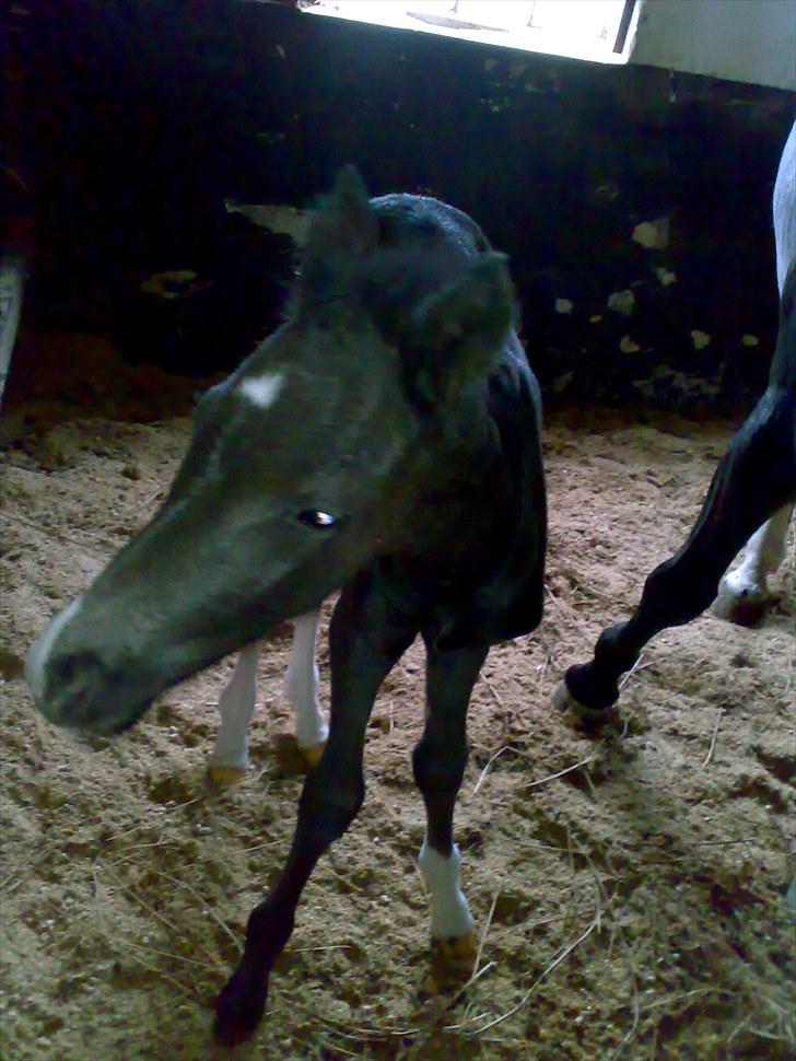 Anden særlig race Melanies My Nelli billede 1