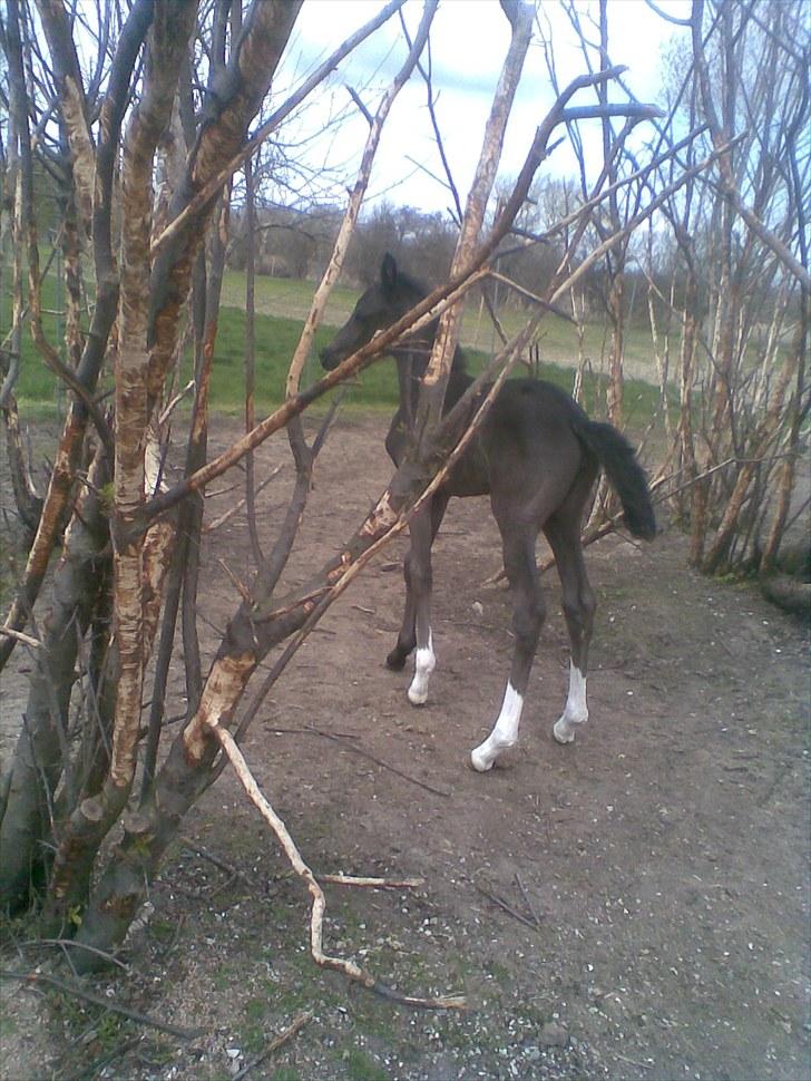 Anden særlig race Melanies My Nelli billede 2