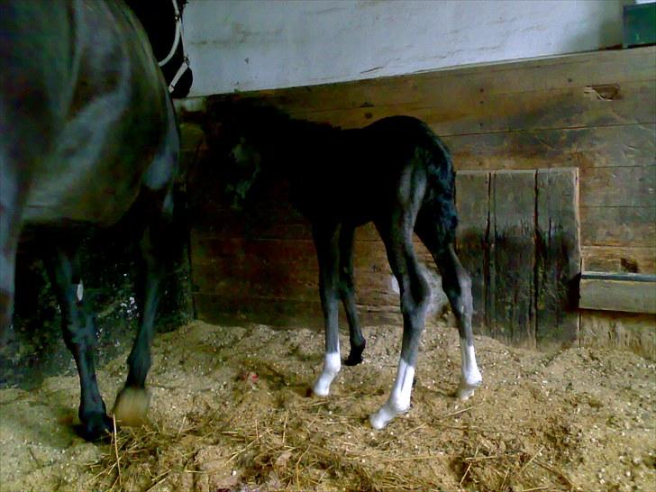 Anden særlig race Melanies My Nelli billede 3