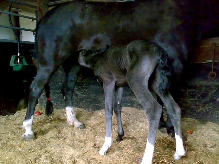 Anden særlig race Melanies My Nelli billede 4