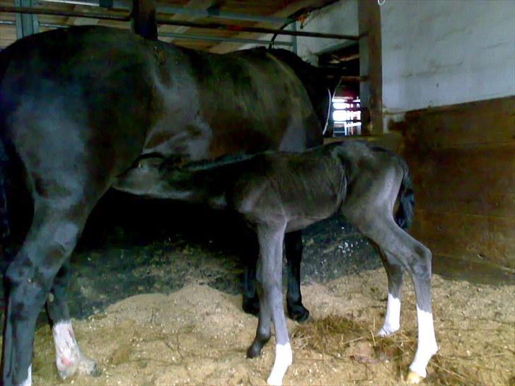 Anden særlig race Melanies My Nelli billede 5