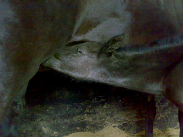 Anden særlig race Melanies My Nelli billede 6