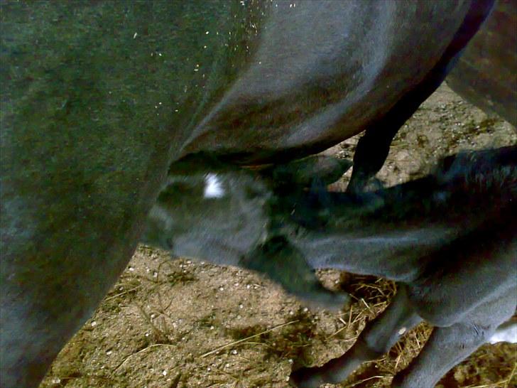 Anden særlig race Melanies My Nelli billede 7