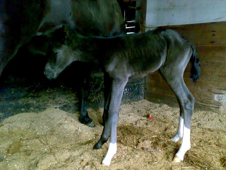 Anden særlig race Melanies My Nelli billede 8