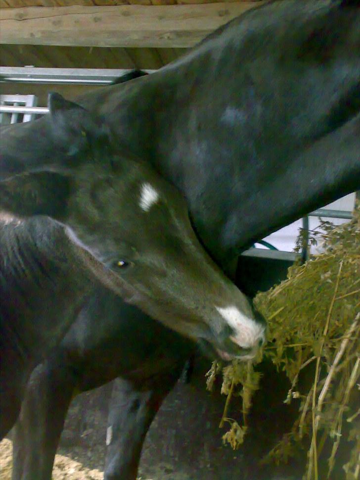 Anden særlig race Melanies My Nelli billede 9