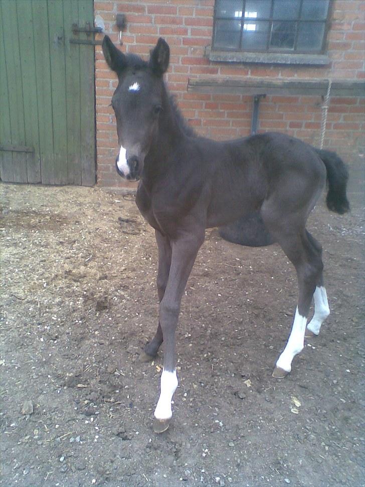 Anden særlig race Melanies My Nelli billede 10