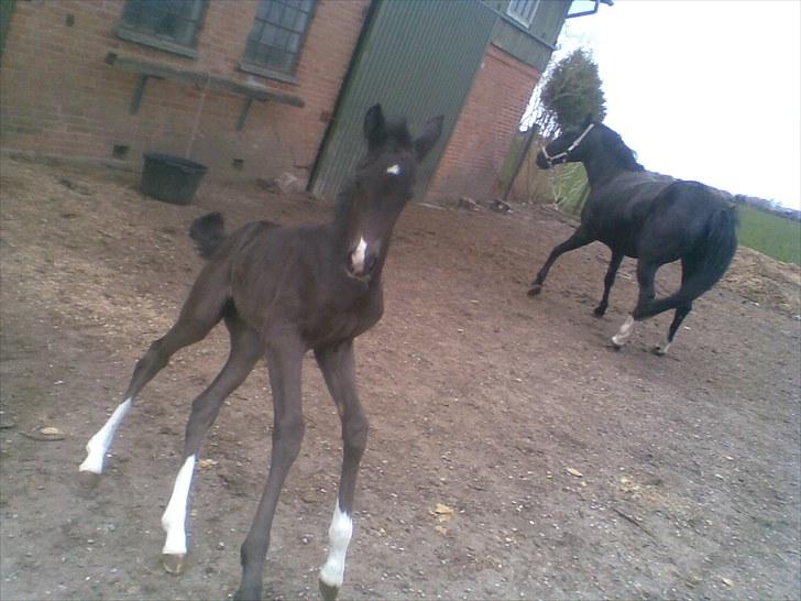 Anden særlig race Melanies My Nelli billede 12