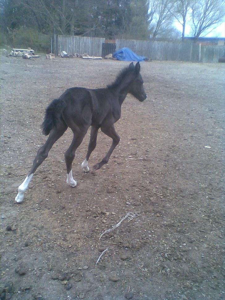 Anden særlig race Melanies My Nelli billede 13