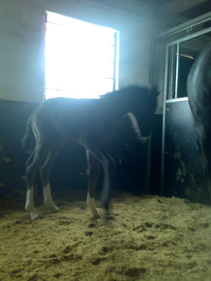 Anden særlig race Melanies My Nelli billede 14