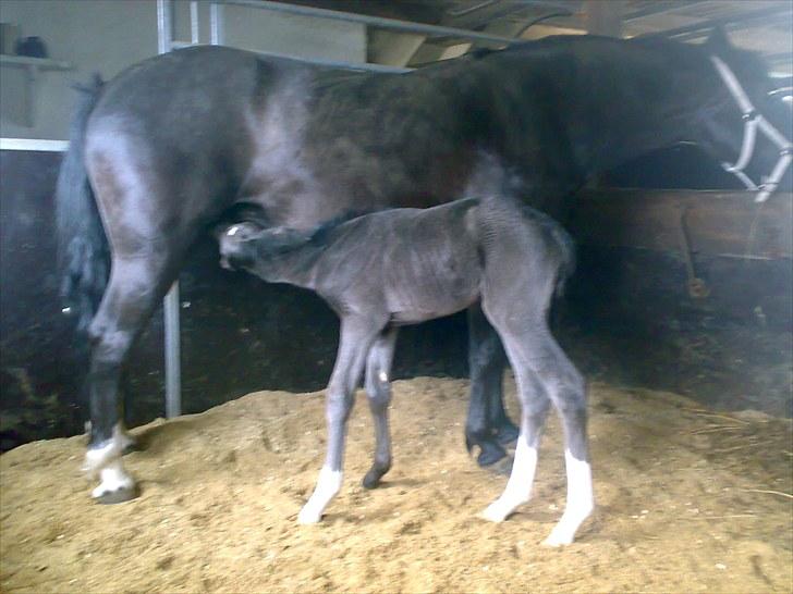 Anden særlig race Melanies My Nelli billede 15