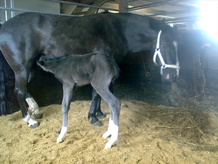 Anden særlig race Melanies My Nelli billede 16