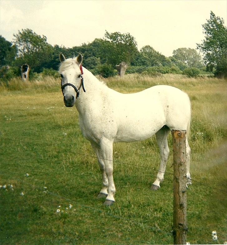 New Forest Citta *1992* billede 7