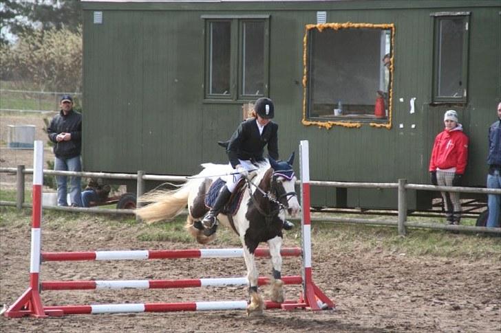 Irish Cob Sir Malthe SOLGT - Springstævne 2010 billede 10