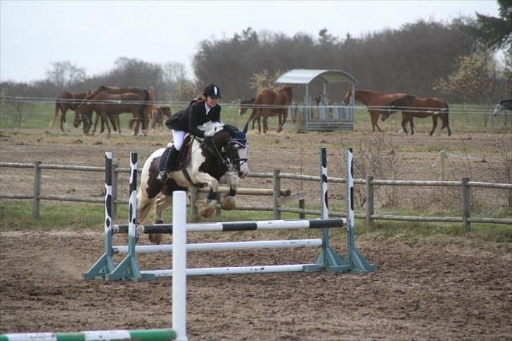 Irish Cob Sir Malthe SOLGT - Springstævne 2010 billede 11