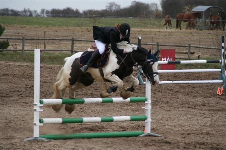 Irish Cob Sir Malthe SOLGT - Springstævne 2010 billede 12